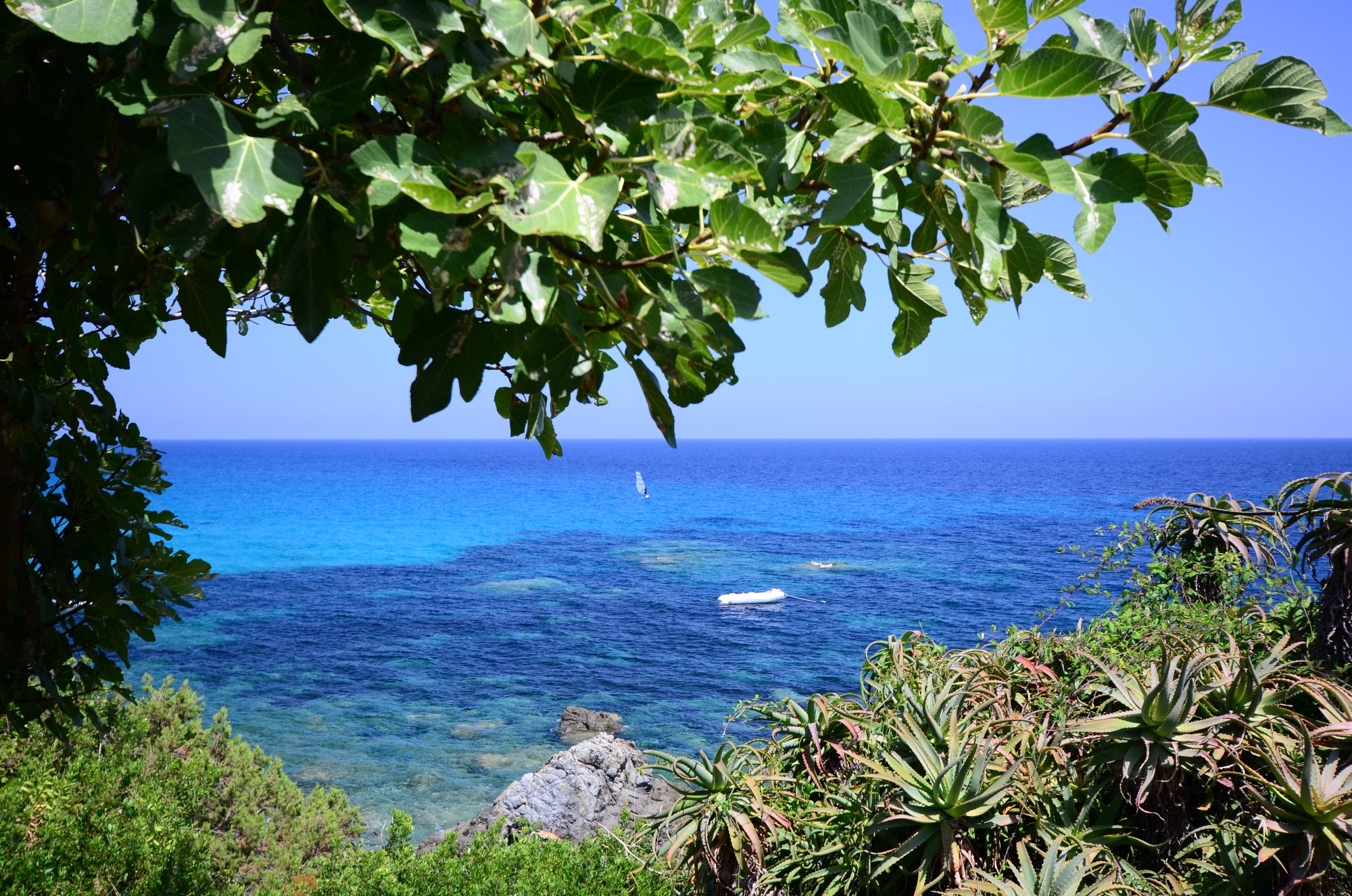 Blick unter dem Feigenbaum hindurch aufs türkisblaue Meer